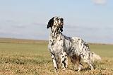 SETTER ANGLAIS 178